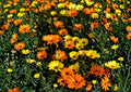 African Daisy Seeds, 50 Pack, Bright Colorful Blooms, Dimorphotheca Sinuata, Non-GMO, Annual Garden Flower Seeds