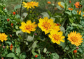 30 Picta Tickseed Seeds – Coreopsis Nuecensis Wildflower Perennial, Non-GMO, Yellow & Red Blooms, Pollinator Garden Seeds