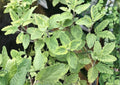Catnip Seeds 100 Pack, Nepeta Cataria, Non-GMO Perennial Herb, Cat Attracting, Medicinal Plant, Garden Seeds