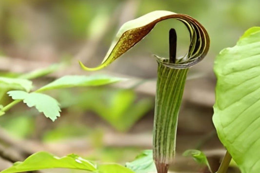 Jack-in-the-Pulpit Seeds (Arisaema triphyllum) - Rare Woodland Native Plant for Shade Gardens and Forest Settings