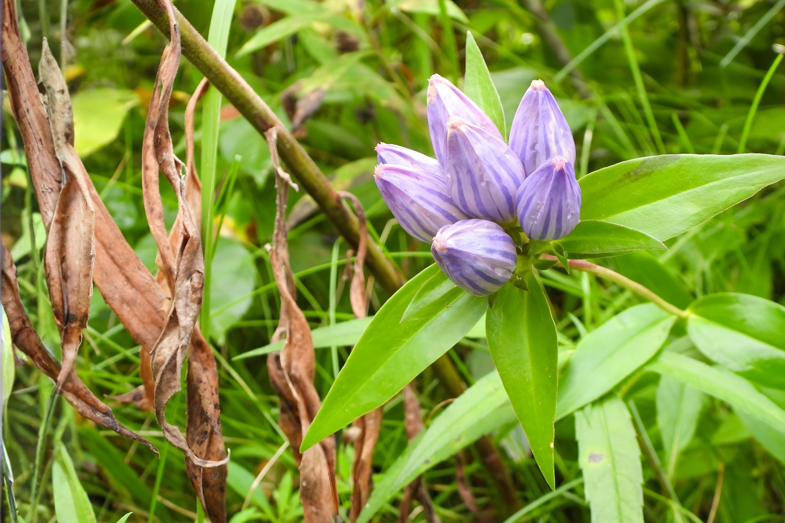 Bottle Gentian Seeds (Gentiana andrewsii) – Native Blue Wildflower for Pollinator Gardens and Woodland Edges