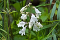 Penstemon Seeds - Foxglove Beardtongue (Penstemon digitalis) Native Perennial for Pollinator Gardens, Bees, Butterflies, Hummingbirds
