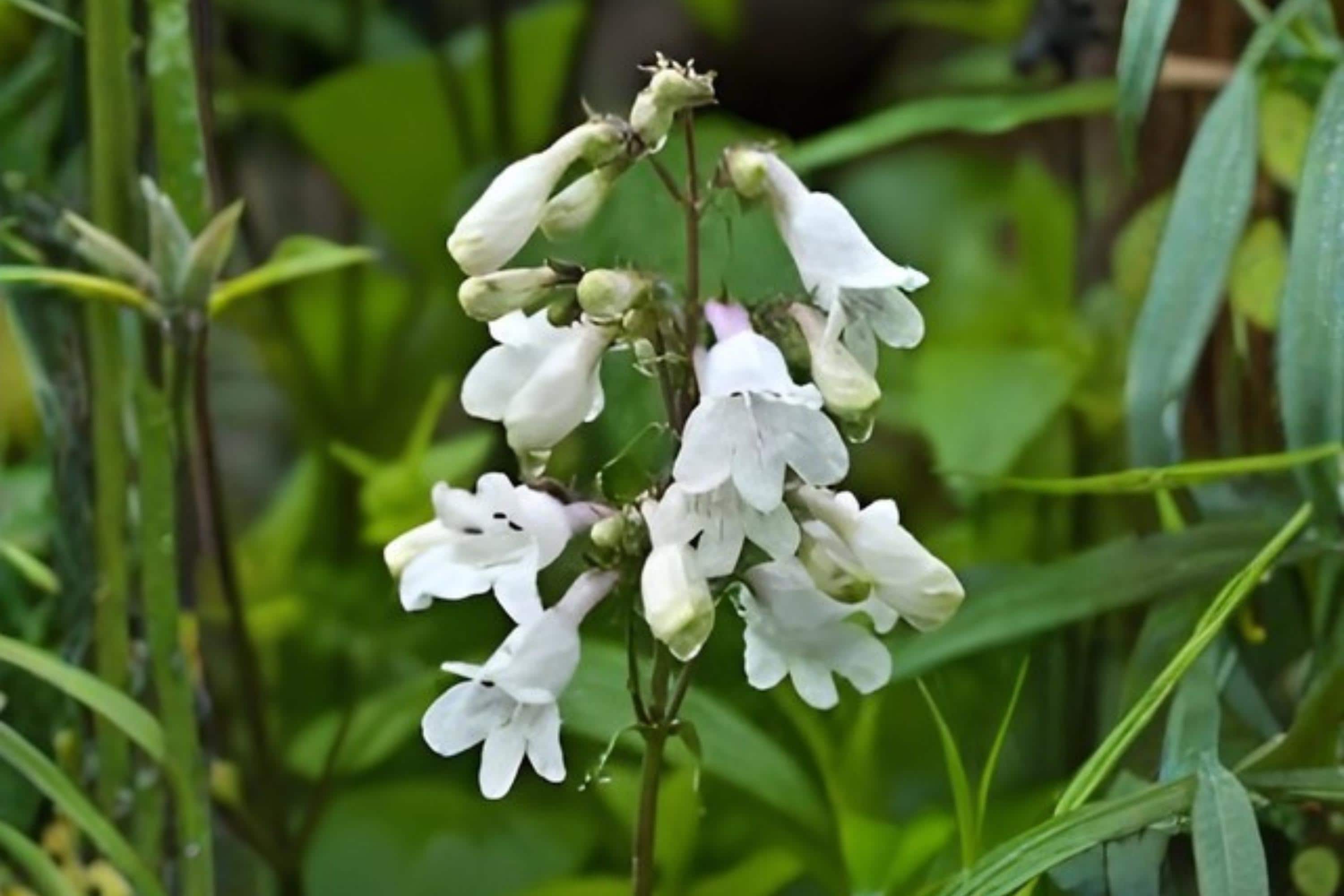Penstemon Seeds - Foxglove Beardtongue (Penstemon digitalis) Native Perennial for Pollinator Gardens, Bees, Butterflies, Hummingbirds