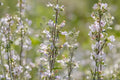 Pale Beardtongue Seeds (Penstemon pallidus) - Native Wildflower for Pollinator Gardens & Natural Landscapes