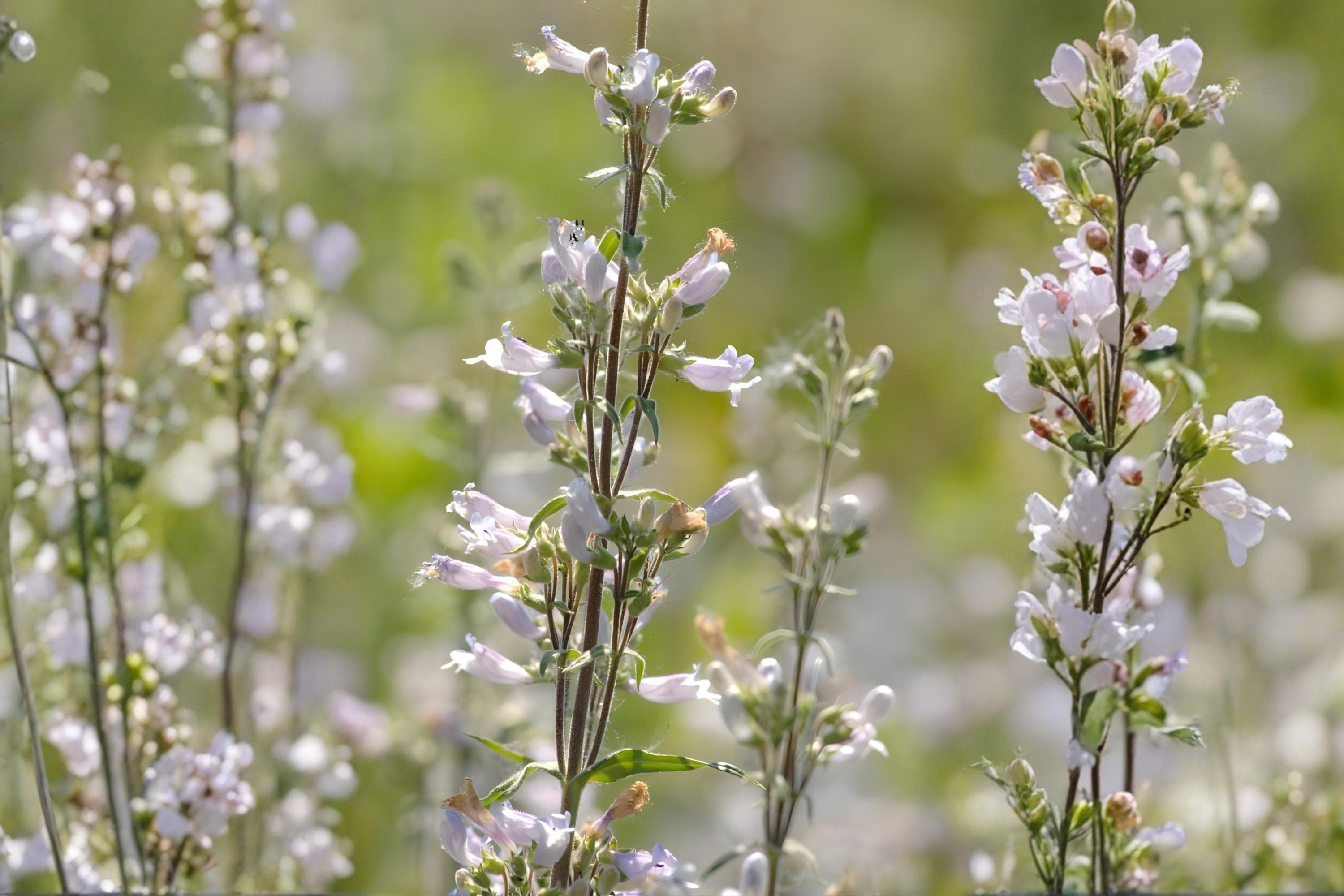 Pale Beardtongue Seeds (Penstemon pallidus) - Native Wildflower for Pollinator Gardens & Natural Landscapes