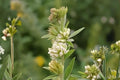 Roundhead Bush Clover Seeds (Lespedeza capitata) Native Prairie Plant for Pollinators & Soil Improvement