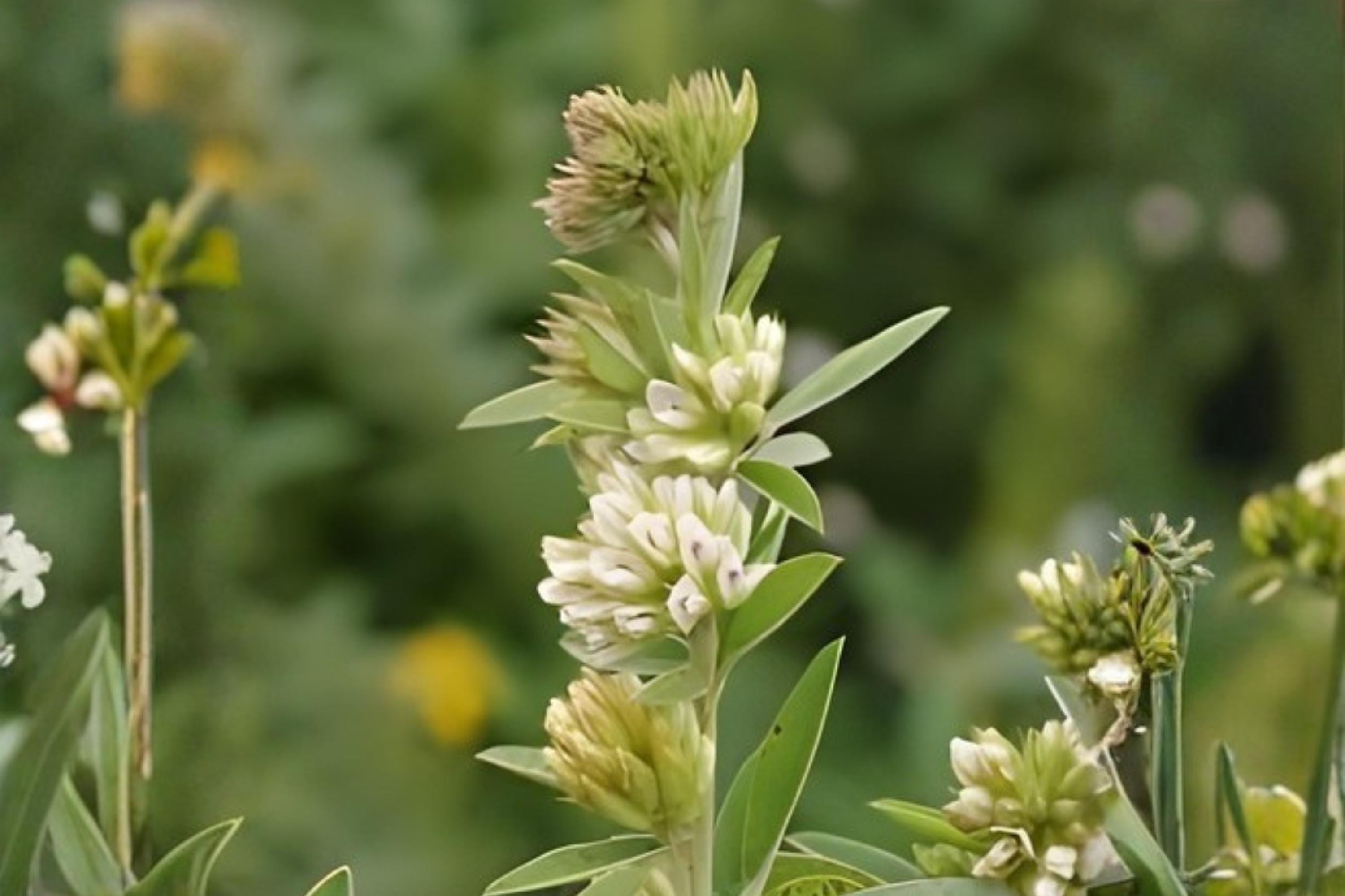 Roundhead Bush Clover Seeds (Lespedeza capitata) Native Prairie Plant for Pollinators & Soil Improvement
