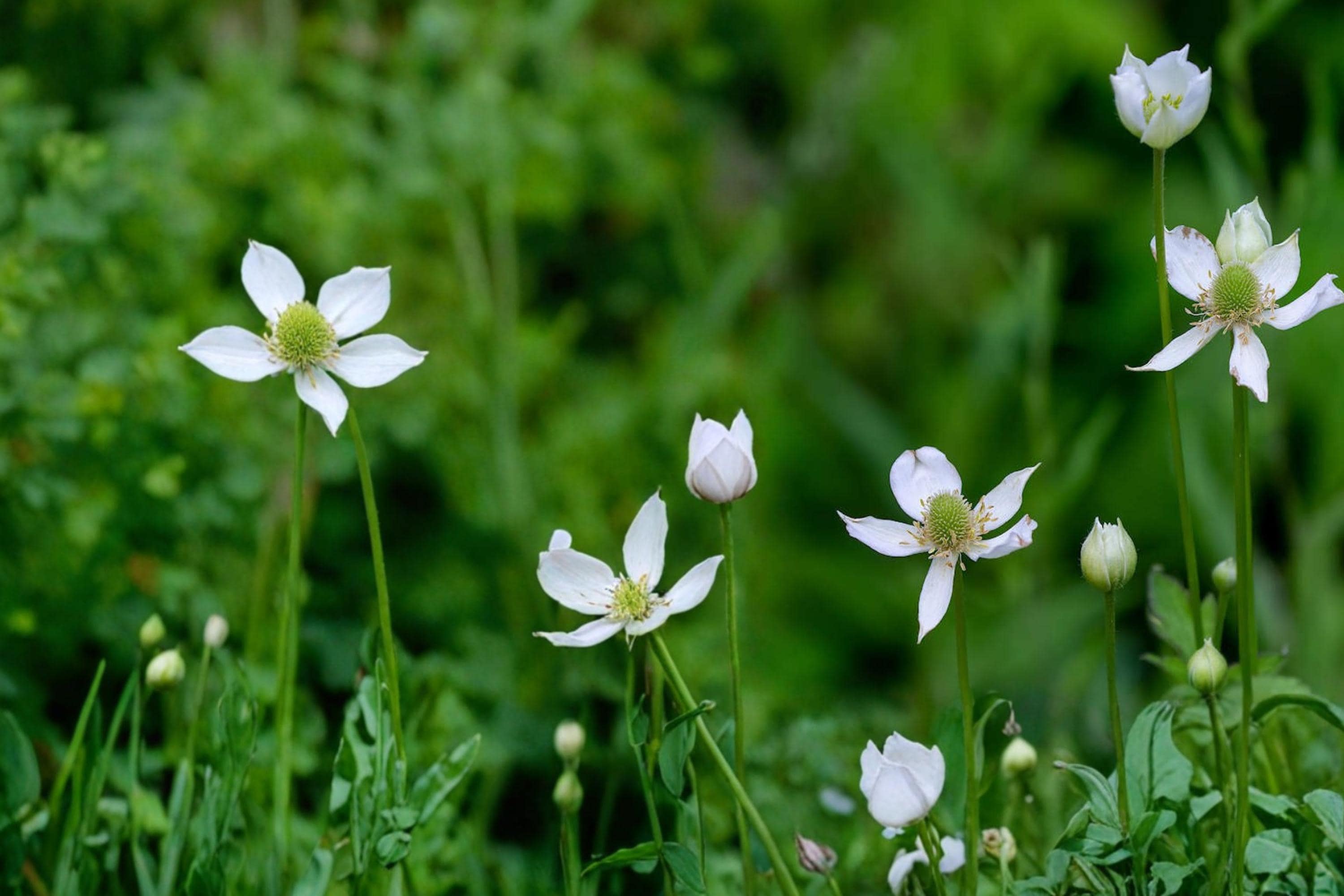 Tall Thimbleweed Seeds – Anemone virginiana, Native Perennial with White Flowers & Seed Heads, Prairie & Woodland Garden Plant