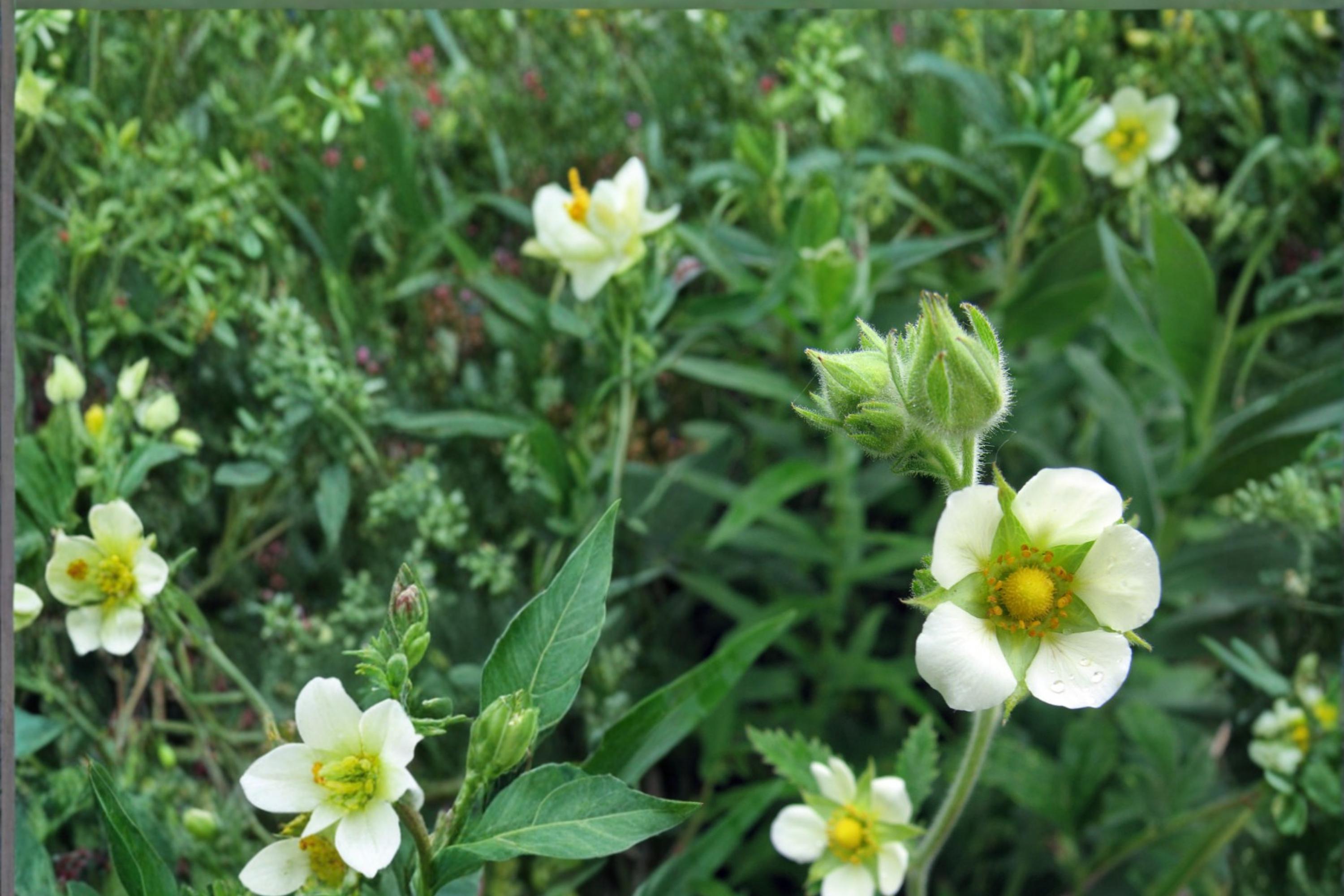 Prairie Cinquefoil Seeds 100 Pack Drymocallis arguta White Wildflower Perennial for Meadows & Prairies