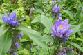 Great Blue Lobelia Seeds – Lobelia siphilitica, Native Perennial with Bright Blue Flowers, Wetland & Border Plant, 100 Seeds