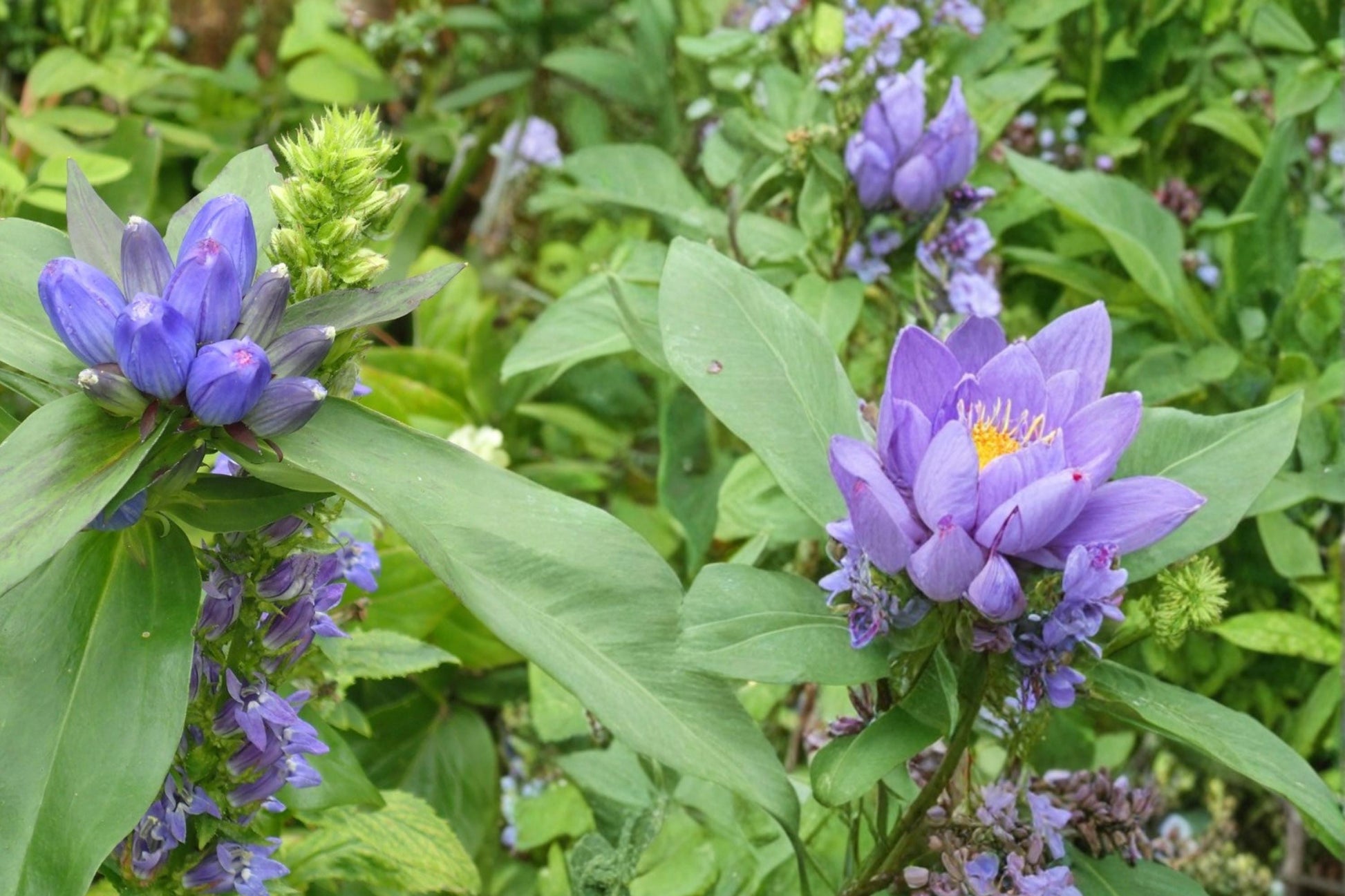 Great Blue Lobelia Seeds – Lobelia siphilitica, Native Perennial with Bright Blue Flowers, Wetland & Border Plant, 100 Seeds