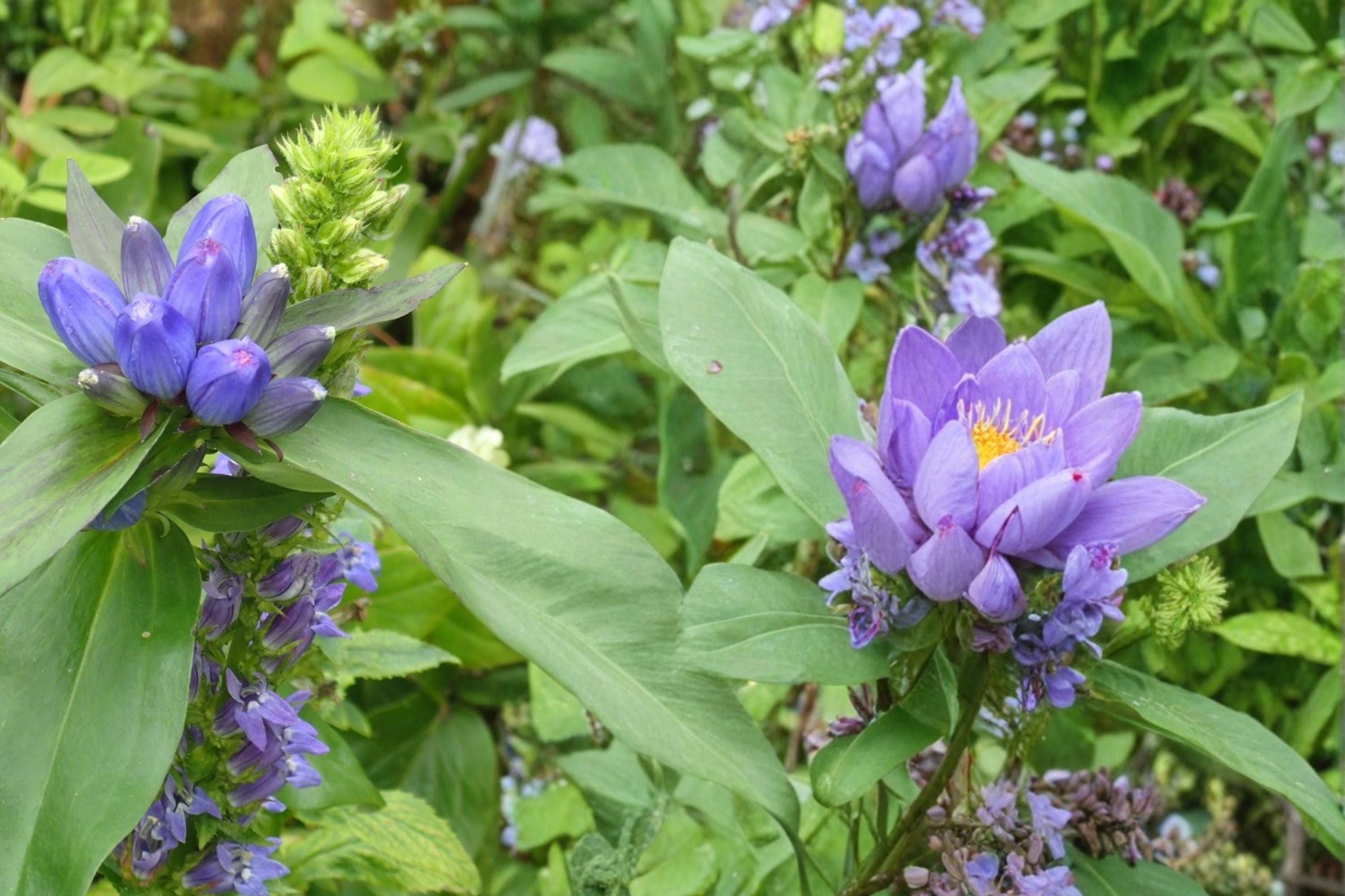 Great Blue Lobelia Seeds – Lobelia siphilitica, Native Perennial with Bright Blue Flowers, Wetland & Border Plant, 100 Seeds