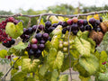 Muscadine Grape Live Plants – Bare Root Climbing Fruit Vines – Vitis rotundifolia, Edible Dark Purple Berries, 2 Pack