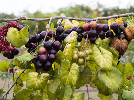 Muscadine Grape Live Plants – Bare Root Climbing Fruit Vines – Vitis rotundifolia, Edible Dark Purple Berries, 2 Pack