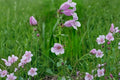 Showy Beardtongue Seeds – Penstemon cobaea Herbaceous Perennial with Pale Pink to Lavender Tubular Flowers