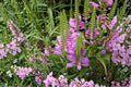 Obedient Plant Seeds – Physostegia virginiana Herbaceous Perennial with Pink to Lavender Tubular Flowers, Native Wildflower Seed
