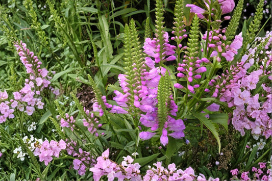 Obedient Plant Seeds – Physostegia virginiana Herbaceous Perennial with Pink to Lavender Tubular Flowers, Native Wildflower Seed