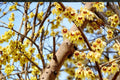 Fragrant Wintersweet Seeds – Chimonanthus praecox – Yellow Waxy Flowers, Deciduous Shrub for Garden Borders & Landscaping