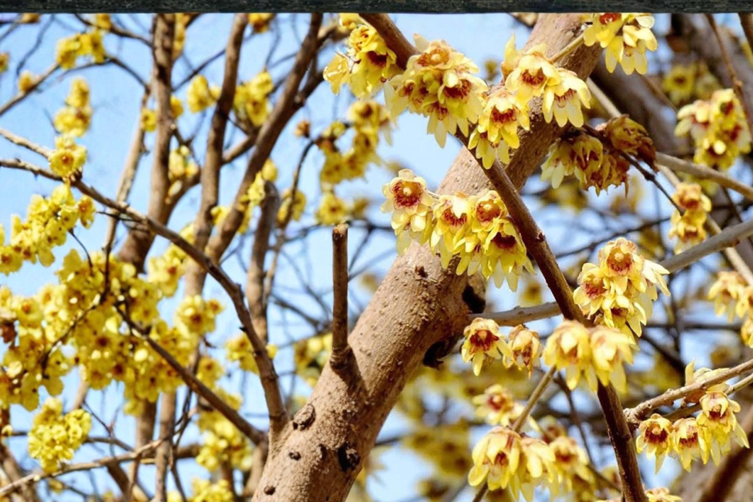 Fragrant Wintersweet Seeds – Chimonanthus praecox – Yellow Waxy Flowers, Deciduous Shrub for Garden Borders & Landscaping