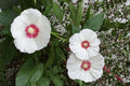 False Confederate Mallow Seeds – Hibiscus paramutabilis – Deciduous Shrub with Pink to White Flowers, Ornamental Garden Plant