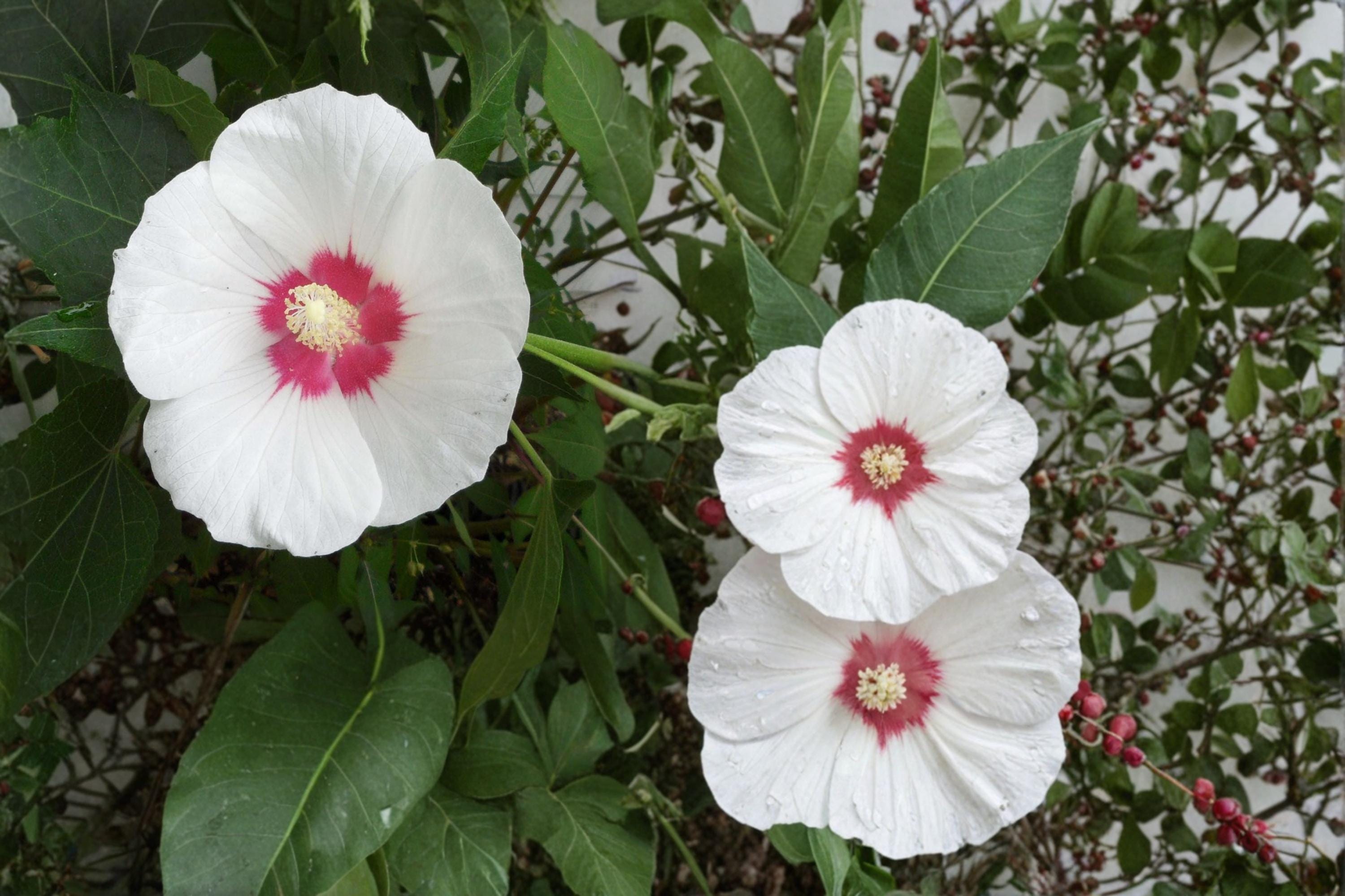 False Confederate Mallow Seeds – Hibiscus paramutabilis – Deciduous Shrub with Pink to White Flowers, Ornamental Garden Plant