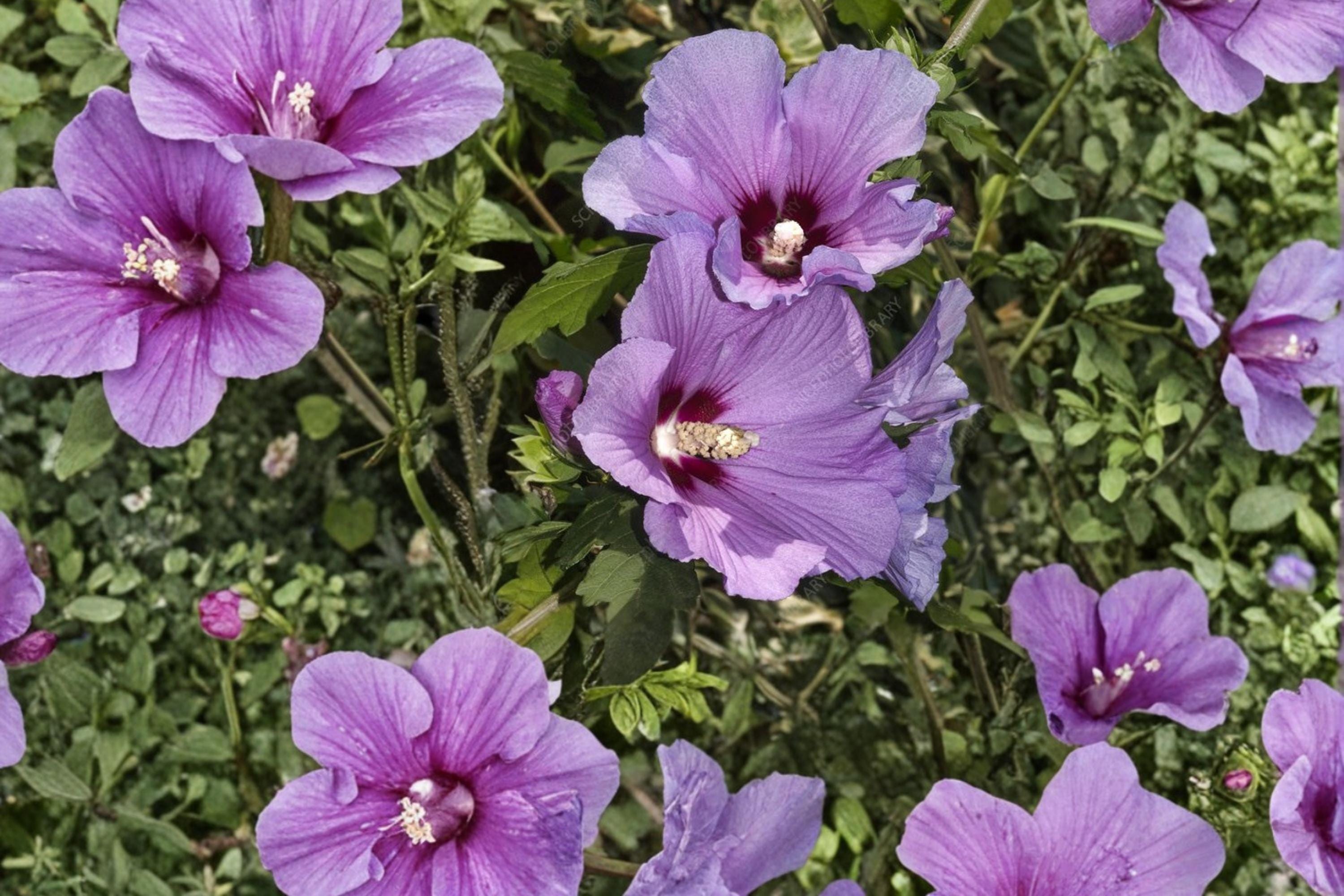 Rose of Sharon Seeds – Hibiscus syriacus Deciduous Shrub with Large Colorful Flowers, Garden Plant, Landscape Shrub