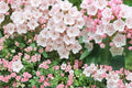 Mountain Laurel Seeds – Kalmia latifolia Evergreen Shrub with Pale Pink to White Flowers, Shade Garden Plant