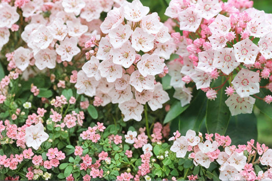 Mountain Laurel Seeds – Kalmia latifolia Evergreen Shrub with Pale Pink to White Flowers, Shade Garden Plant