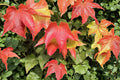 Boston Ivy Seeds – Parthenocissus tricuspidata – Climbing Vine for Walls & Fences, Deciduous, Garden Plant