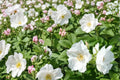 White Rugosa Rose Seeds – Rosa rugosa alba, Fragrant White Flowers, Hardy Deciduous Shrub, Ornamental Hips, Coastal & Landscape Plant