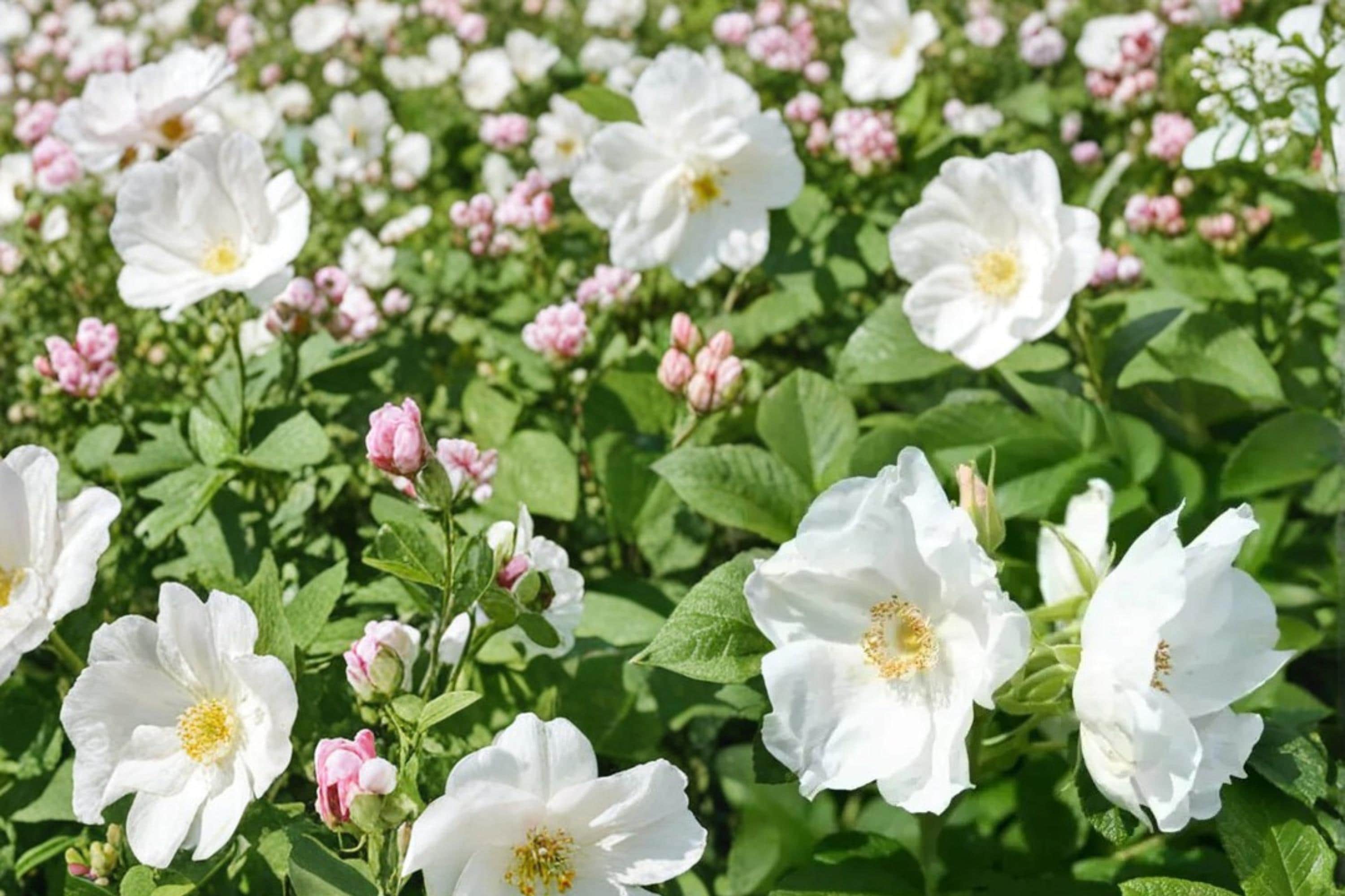 White Rugosa Rose Seeds – Rosa rugosa alba, Fragrant White Flowers, Hardy Deciduous Shrub, Ornamental Hips, Coastal & Landscape Plant