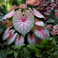 Fiesta Caladium Bulbs – Colorful Foliage Plant for Shade Gardens – Caladium (Caladium bicolor) – 6 Bulbs
