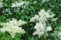 Japanese Tree Lilac Seeds, Syringa reticulata, Deciduous Flowering Tree, Creamy White Clusters, Ornamental Landscape Plant