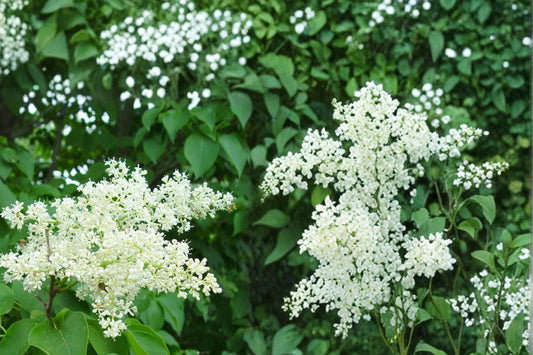 Japanese Tree Lilac Seeds, Syringa reticulata, Deciduous Flowering Tree, Creamy White Clusters, Ornamental Landscape Plant