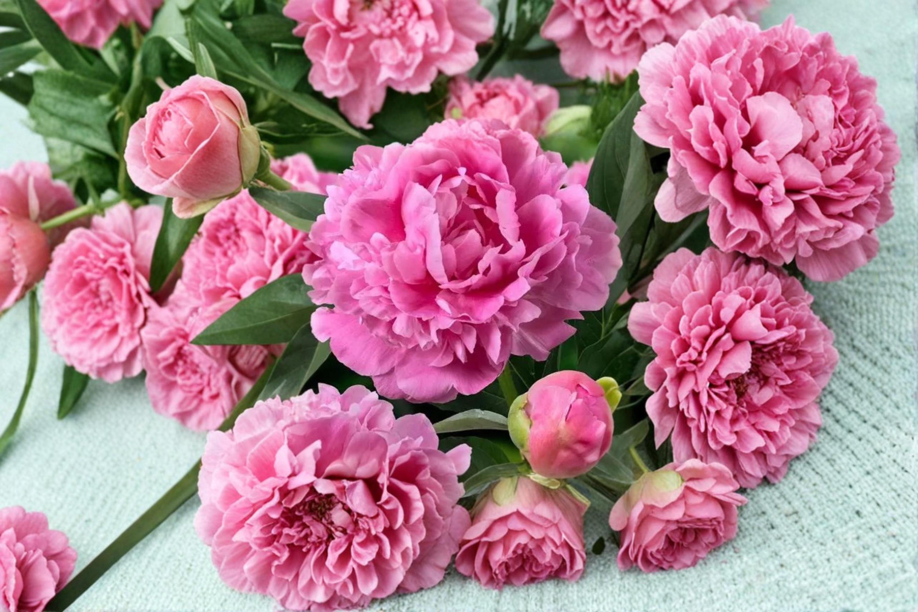 Garden Peony Seeds – Paeonia lactiflora Herbaceous Perennial for Borders & Garden Beds, Large Colorful Flowers