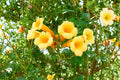 Yellow Trumpet Vine Seeds – Campsis radicans 'Flava' Woody Perennial Climbing Vine, Bright Yellow Tubular Flowers, Garden Trellis Plant