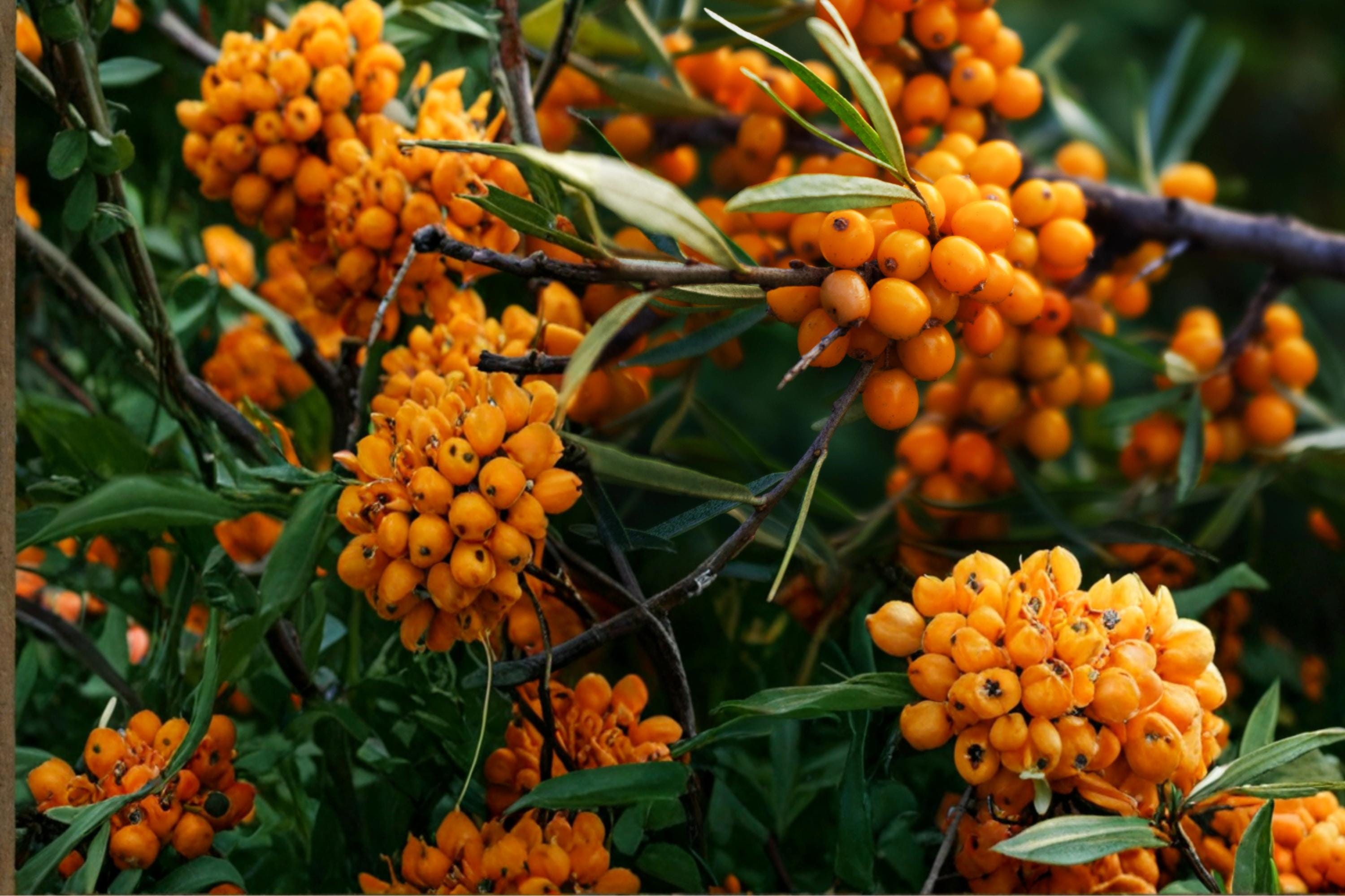 Sea Buckthorn Seeds, Hippophae rhamnoides, Deciduous Shrub, Bright Orange Berries, Coastal and Hedge Plant, 20 Seeds