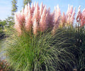Pink Pampas Grass Live Plugs – Ornamental Perennial Grass with Pink Feathery Plumes – Cortaderia Selloana for Landscaping & Borders