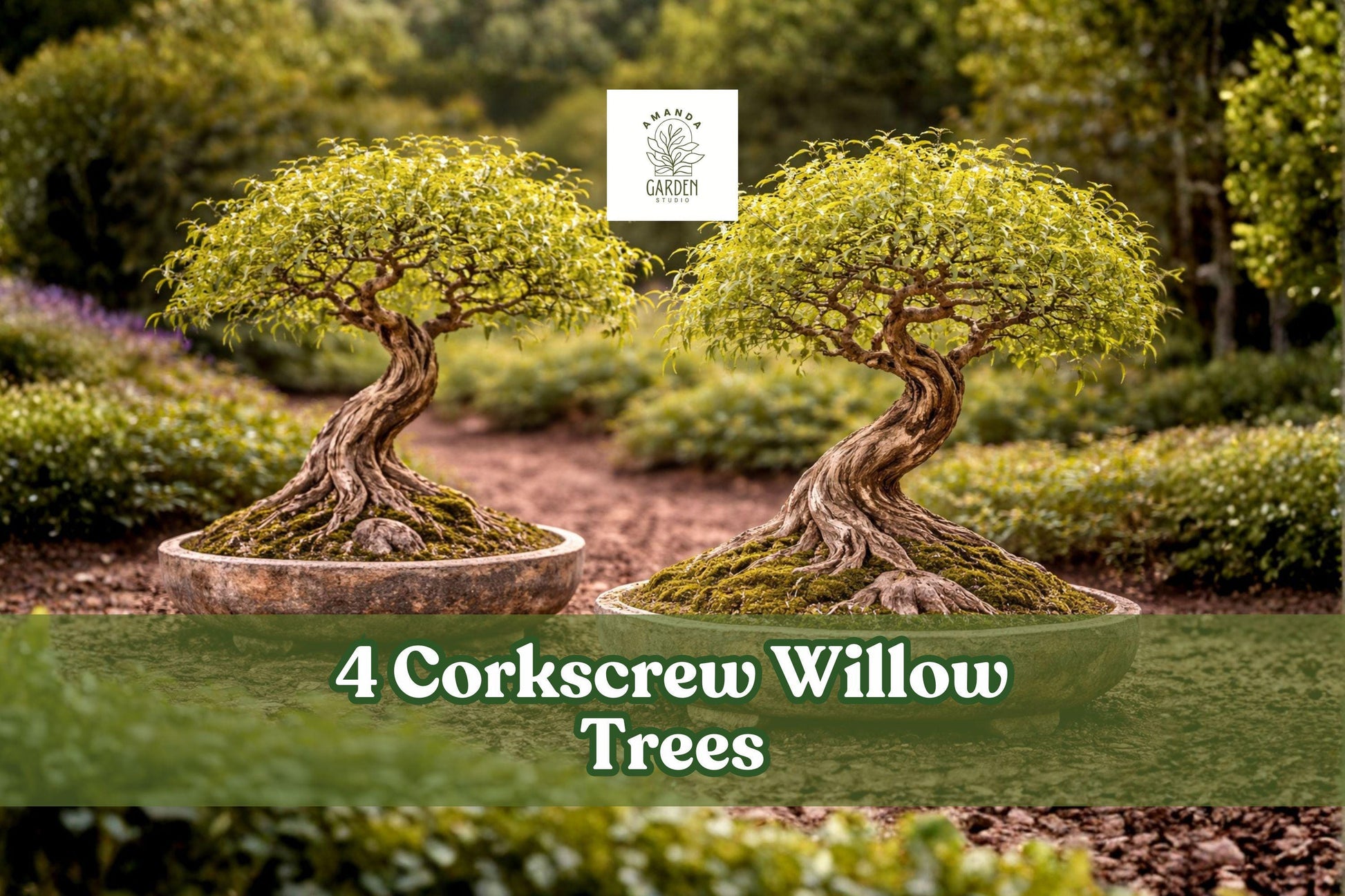 Corkscrew Willow Trees Live Plants | Salix matsudana | Twisted Branches, Ornamental, Fast-Growing