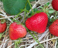 AC Wendy Strawberry Bare Root Plants – June Bearing Fragaria x ananassa, Edible Perennial Garden Fruit