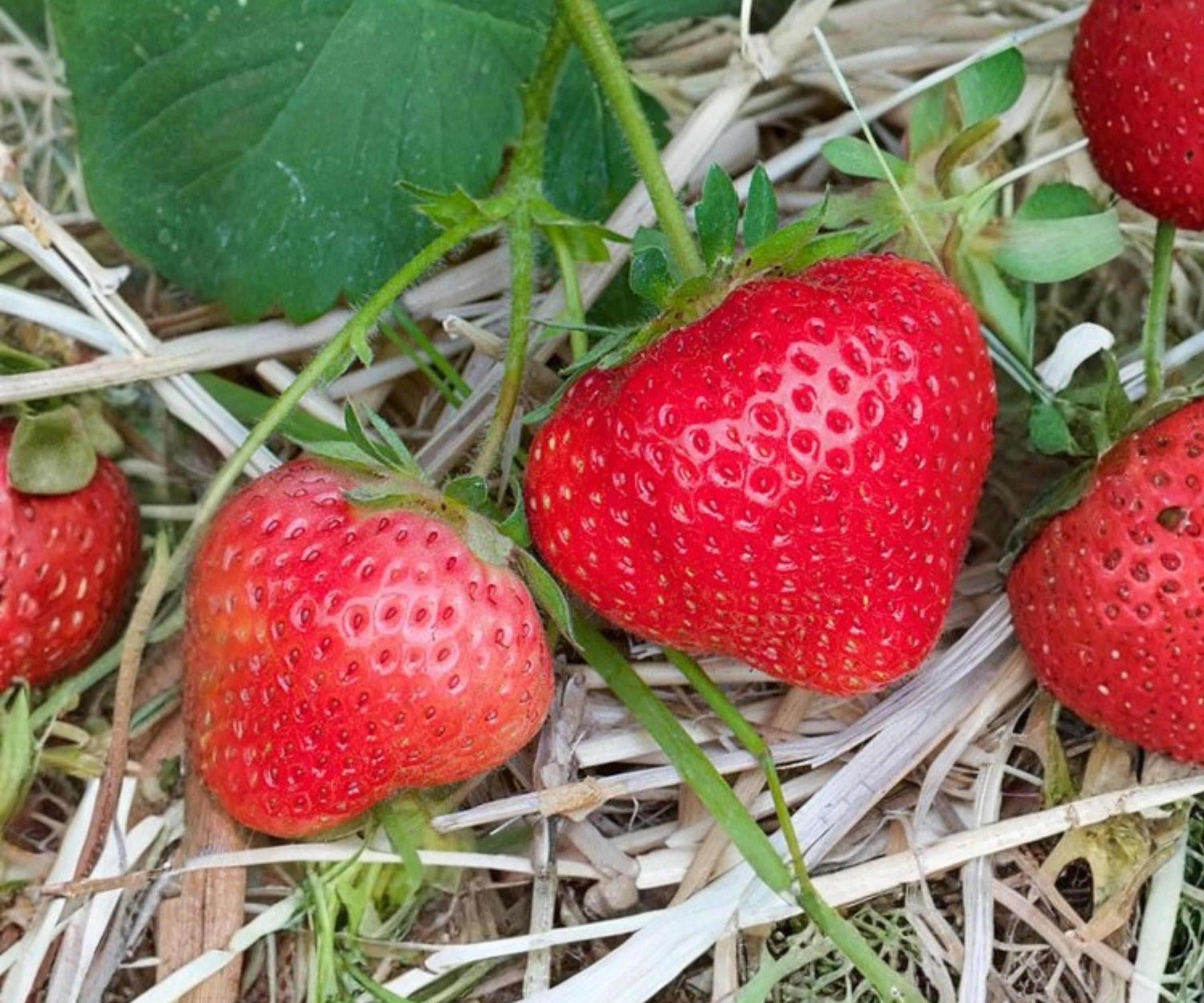 AC Wendy Strawberry Bare Root Plants – June Bearing Fragaria x ananassa, Edible Perennial Garden Fruit
