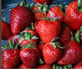Albion Strawberry Bare Root Plants – Day-Neutral, Large, Sweet Fruit, Perennial, Fast Growing, Edible Garden Plants