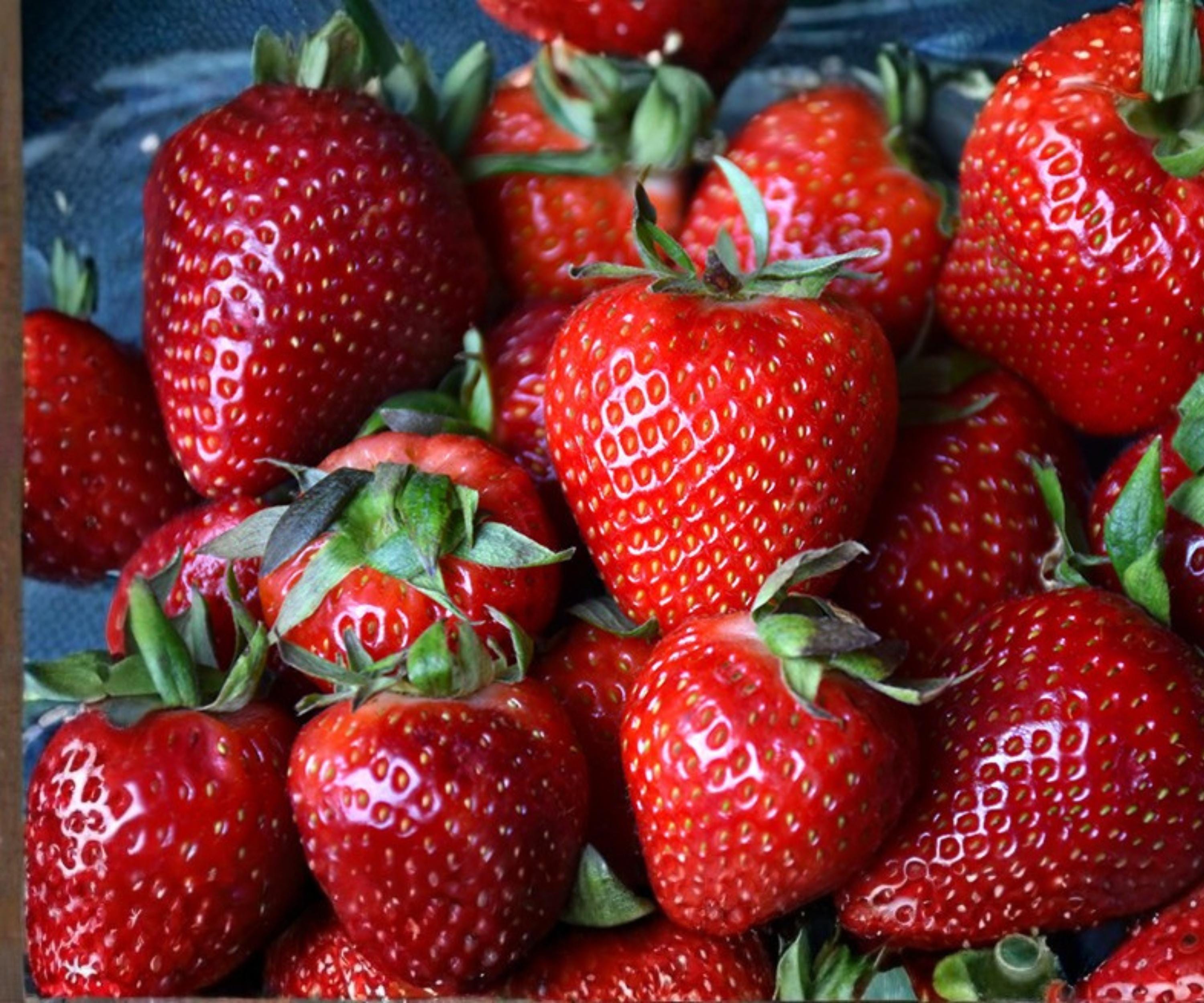Albion Strawberry Bare Root Plants – Day-Neutral, Large, Sweet Fruit, Perennial, Fast Growing, Edible Garden Plants