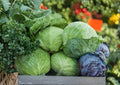 Charleston Wakefield Cabbage Seeds – 500+ Heirloom Non-GMO Vegetable Seeds for Garden Planting, Early Pointed Head Cabbage, Fresh Stock