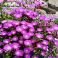 Delosperma Ice Plant Unrooted Cuttings - Purple Pink Succulent Ground Cover, Drought Tolerant, Rock Garden & Container Plant