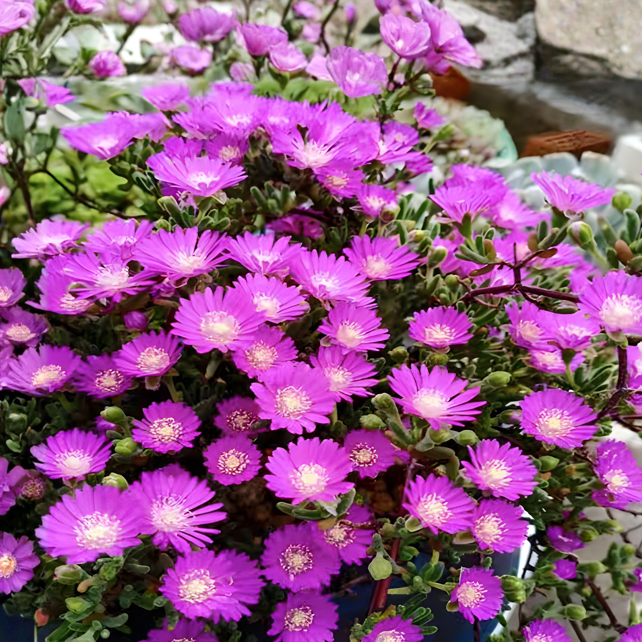 Delosperma Ice Plant Unrooted Cuttings - Purple Pink Succulent Ground Cover, Drought Tolerant, Rock Garden & Container Plant