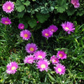 Delosperma Ice Plant Cuttings, Purple Pink Flowers, Succulent Ground Cover, 30 Unrooted Propagation Clippings