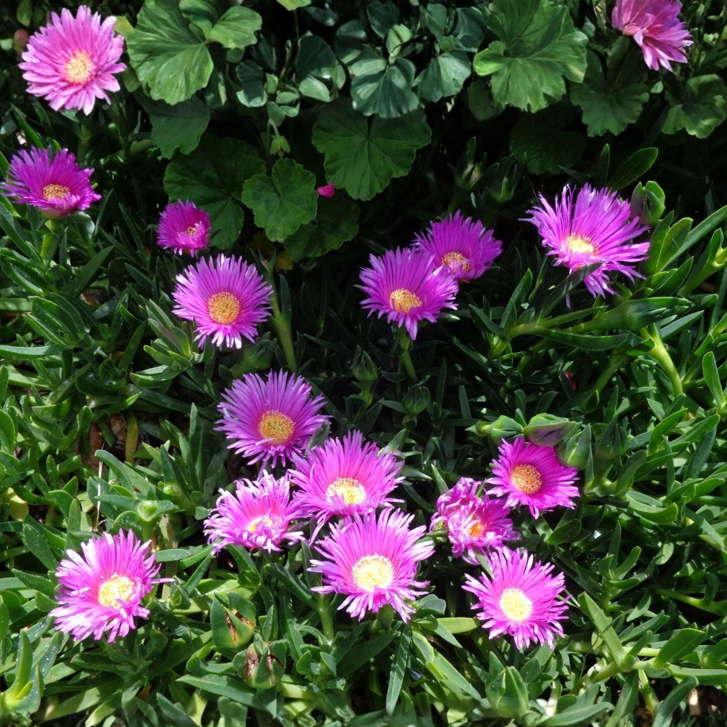 Delosperma Ice Plant Cuttings, Purple Pink Flowers, Succulent Ground Cover, 30 Unrooted Propagation Clippings