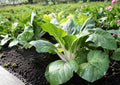 500+ Extra Dwarf White Stem Pak Choi Seeds | Heirloom Chinese Cabbage Seeds for Garden Planting | Compact Bok Choy Mini Green Variety