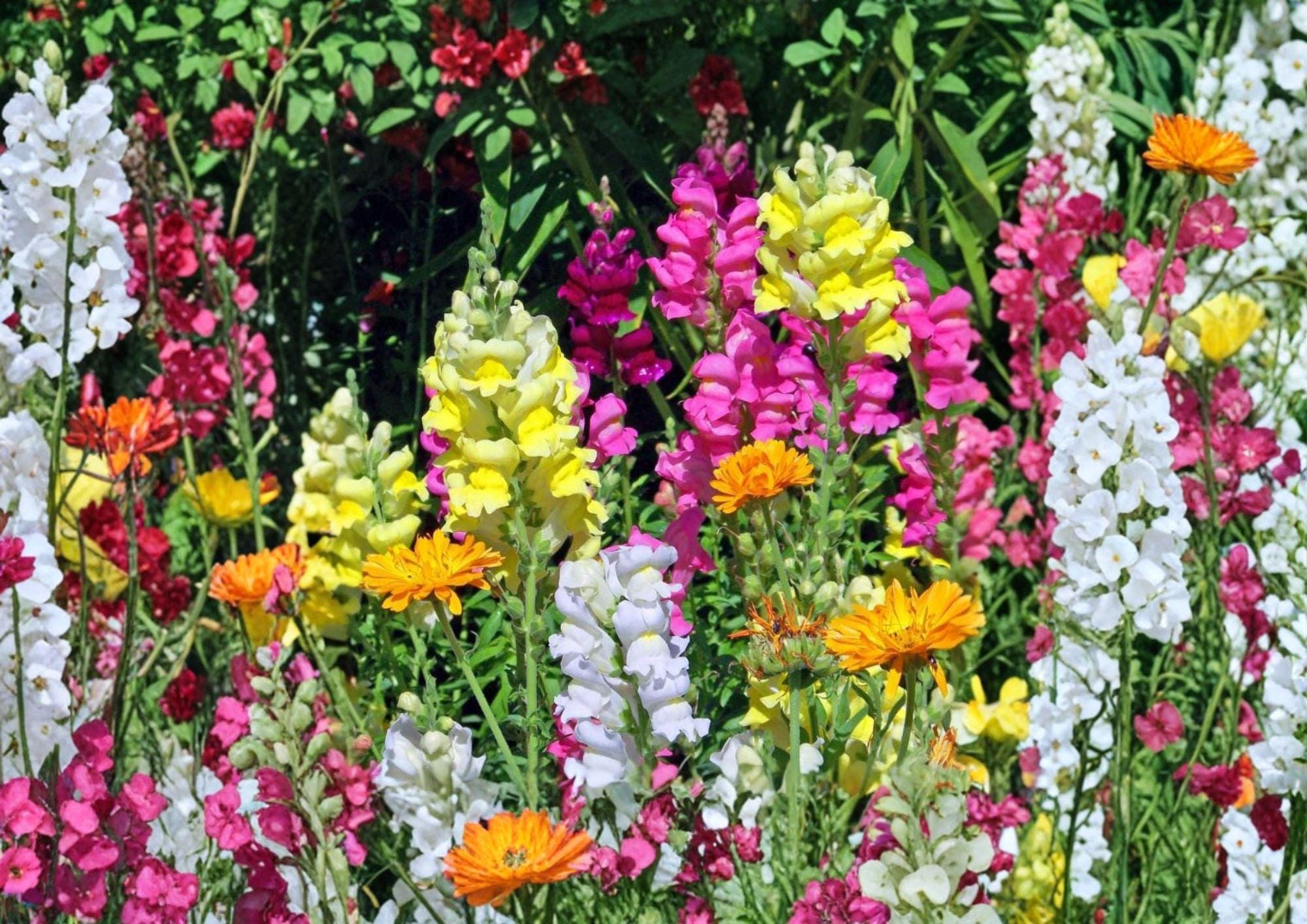 Snapdragon Tall Mix Seeds – Colorful Flower Seeds for Garden, Cut Flowers & Borders – Antirrhinum majus, Fast Growing